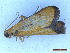  (Eurhodope incensella - CLV50049)  @11 [ ] CreativeCommons  Attribution Non-Commercial Share-Alike (2025) Carlos Lopez Vaamonde Institut National de la Recherche Agronomique, Zoologie Forestiere