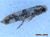  ( - CLV50069)  @11 [ ] CreativeCommons  Attribution Non-Commercial Share-Alike (2025) Carlos Lopez Vaamonde Institut National de la Recherche Agronomique, Zoologie Forestiere