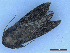  ( - CLV50082)  @11 [ ] CreativeCommons  Attribution Non-Commercial Share-Alike (2025) Carlos Lopez Vaamonde Institut National de la Recherche Agronomique, Zoologie Forestiere