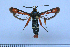  (Pyropteron chrysisidiformis - CLV50087)  @11 [ ] CreativeCommons  Attribution Non-Commercial Share-Alike (2025) Carlos Lopez Vaamonde Institut National de la Recherche Agronomique, Zoologie Forestiere