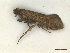  ( - CLV47970)  @11 [ ] CreativeCommons  Attribution Non-Commercial Share-Alike (2023) Carlos Lopez Vaamonde Institut National de la Recherche Agronomique, Zoologie Forestiere