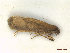  (Eriocottis paradoxella - CLV47973)  @11 [ ] CreativeCommons  Attribution Non-Commercial Share-Alike (2023) Carlos Lopez Vaamonde Institut National de la Recherche Agronomique, Zoologie Forestiere