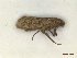  ( - CLV47979)  @11 [ ] CreativeCommons  Attribution Non-Commercial Share-Alike (2023) Carlos Lopez Vaamonde Institut National de la Recherche Agronomique, Zoologie Forestiere