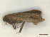  ( - CLV47981)  @11 [ ] CreativeCommons  Attribution Non-Commercial Share-Alike (2023) Carlos Lopez Vaamonde Institut National de la Recherche Agronomique, Zoologie Forestiere