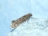  ( - CLV47979)  @11 [ ] CreativeCommons - Attribution Non-Commercial Share-Alike (2024) Carlos Lopez Vaamonde Institut de Recherche sur la Biologie de l'Insecte