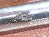  ( - CLV48013)  @11 [ ] CreativeCommons - Attribution Non-Commercial Share-Alike (2024) Carlos Lopez Vaamonde Institut de Recherche sur la Biologie de l'Insecte
