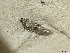  ( - CLV47886)  @11 [ ] CreativeCommons - Attribution Non-Commercial Share-Alike (2023) Carlos Lopez Vaamonde Institut de Recherche sur la Biologie de l'Insecte