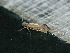  ( - CLV47967)  @11 [ ] CreativeCommons - Attribution Non-Commercial Share-Alike (2025) Carlos Lopez Vaamonde Institut de Recherche sur la Biologie de l'Insecte