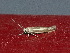  ( - CLV48026)  @11 [ ] CreativeCommons - Attribution Non-Commercial Share-Alike (2025) Carlos Lopez Vaamonde Institut de Recherche sur la Biologie de l'Insecte