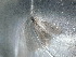  ( - CLV47961)  @11 [ ] CreativeCommons - Attribution Non-Commercial Share-Alike (2024) Carlos Lopez Vaamonde Institut de Recherche sur la Biologie de l'Insecte