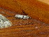  ( - CLV47951)  @11 [ ] CreativeCommons - Attribution Non-Commercial Share-Alike (2024) Unspecified Institut de Recherche sur la Biologie de l'Insecte