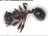  (Tetramorium chloe - DNA_T1043)  @11 [ ] © (2024) Thomas Schmitzer Julius-Maximilians-Universität Würzburg