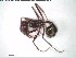  (Ocymyrmex nitidulus - DNA_T1548)  @11 [ ] © (2024) Thomas Schmitzer Julius-Maximilians-Universität Würzburg