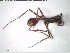  (Ocymyrmex phraxus - DNA_T416)  @11 [ ] © (2024) Thomas Schmitzer Julius-Maximilians-Universität Würzburg