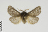  (Andesobia - Pe-Arc-0046)  @11 [ ] copyright (2025) Gunnar Brehm Friedrich-Schiller-University Jena