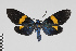  (Ctenucha nr cyaniris - Pe-Arc-0110)  @11 [ ] copyright (2025) Gunnar Brehm Friedrich-Schiller-University Jena