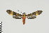  (Rhynchopyga nr elongatus - Pe-Arc-0113)  @11 [ ] copyright (2025) Gunnar Brehm Friedrich-Schiller-University Jena