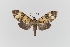  ( - Pe-Arc-3569)  @11 [ ] copyright (2025) Gunnar Brehm Friedrich-Schiller-University Jena