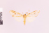  (Lophocampa nr subannula - Pe-Arc-4009)  @11 [ ] copyright (2025) Gunnar Brehm Friedrich-Schiller-University Jena