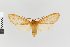  (Amastus rufocinnamomea - Pe-Arc-4686)  @11 [ ] copyright (2025) Gunnar Brehm Friedrich-Schiller-University Jena