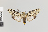  (Eucereon tigrata gr - Pe-Arc-6291)  @11 [ ] copyright (2025) Gunnar Brehm Friedrich-Schiller-University Jena