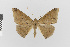  ( - Pe-Geo-4203)  @11 [ ] copyright (2024) Gunnar Brehm Friedrich-Schiller-University Jena
