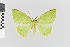  (Nematocampa viridis - Pe-Geo-5942)  @11 [ ] copyright (2025) Gunnar Brehm Friedrich-Schiller-University Jena