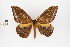  ( - Pe-Lep-9)  @11 [ ] copyright (2024) Gunnar Brehm Friedrich-Schiller-University Jena