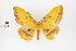  ( - Pe-Lep-10)  @11 [ ] copyright (2024) Gunnar Brehm Friedrich-Schiller-University Jena