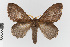  ( - Pe-Lep-51)  @11 [ ] copyright (2024) Gunnar Brehm Friedrich-Schiller-University Jena