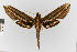  ( - Pe-Lep-0141)  @11 [ ] copyright (2025) Gunnar Brehm Friedrich-Schiller-University Jena