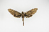  (Xylophanes nr anubus - Pe-Lep-0260)  @11 [ ] copyright (2025) Gunnar Brehm Friedrich-Schiller-University Jena