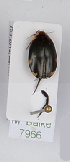  ( - AndDyt-CCDB29048-D05)  @11 [ ] CreativeCommons - Attribution Non-Commercial Share-Alike (2019) SNSB, Staatliche Naturwissenschaftliche Sammlungen Bayerns ZSM (SNSB, Zoologische Staatssammlung Muenchen)