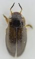  ( - AndDyt-CCDB30551-F01)  @11 [ ] CreativeCommons - Attribution Non-Commercial Share-Alike (2019) SNSB, Staatliche Naturwissenschaftliche Sammlungen Bayerns ZSM (SNSB, Zoologische Staatssammlung Muenchen)