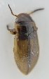  ( - AndDyt-CCDB30551-F04)  @11 [ ] CreativeCommons - Attribution Non-Commercial Share-Alike (2019) SNSB, Staatliche Naturwissenschaftliche Sammlungen Bayerns ZSM (SNSB, Zoologische Staatssammlung Muenchen)