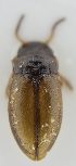  ( - AndDyt-CCDB30551-F05)  @11 [ ] CreativeCommons - Attribution Non-Commercial Share-Alike (2019) SNSB, Staatliche Naturwissenschaftliche Sammlungen Bayerns ZSM (SNSB, Zoologische Staatssammlung Muenchen)