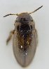  ( - AndDyt-CCDB30551-F07)  @11 [ ] CreativeCommons - Attribution Non-Commercial Share-Alike (2019) SNSB, Staatliche Naturwissenschaftliche Sammlungen Bayerns ZSM (SNSB, Zoologische Staatssammlung Muenchen)