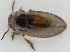  ( - AndDyt-CCDB30544-F01)  @11 [ ] CreativeCommons - Attribution Non-Commercial Share-Alike (2019) SNSB, Staatliche Naturwissenschaftliche Sammlungen Bayerns ZSM (SNSB, Zoologische Staatssammlung Muenchen)