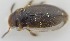  ( - AndDyt-CCDB30544-F03)  @11 [ ] CreativeCommons - Attribution Non-Commercial Share-Alike (2019) SNSB, Staatliche Naturwissenschaftliche Sammlungen Bayerns ZSM (SNSB, Zoologische Staatssammlung Muenchen)