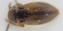  ( - AndDyt-CCDB30544-G01)  @11 [ ] CreativeCommons - Attribution Non-Commercial Share-Alike (2019) SNSB, Staatliche Naturwissenschaftliche Sammlungen Bayerns ZSM (SNSB, Zoologische Staatssammlung Muenchen)