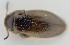  ( - AndDyt-CCDB30544-G03)  @11 [ ] CreativeCommons - Attribution Non-Commercial Share-Alike (2019) SNSB, Staatliche Naturwissenschaftliche Sammlungen Bayerns ZSM (SNSB, Zoologische Staatssammlung Muenchen)