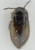  ( - AndDyt-CCDB30552-B06)  @11 [ ] CreativeCommons - Attribution Non-Commercial Share-Alike (2019) SNSB, Staatliche Naturwissenschaftliche Sammlungen Bayerns ZSM (SNSB, Zoologische Staatssammlung Muenchen)