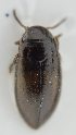  ( - AndDyt-CCDB30552-C01)  @11 [ ] CreativeCommons - Attribution Non-Commercial Share-Alike (2019) SNSB, Staatliche Naturwissenschaftliche Sammlungen Bayerns ZSM (SNSB, Zoologische Staatssammlung Muenchen)