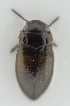  ( - AndDyt-CCDB30552-C02)  @11 [ ] CreativeCommons - Attribution Non-Commercial Share-Alike (2019) SNSB, Staatliche Naturwissenschaftliche Sammlungen Bayerns ZSM (SNSB, Zoologische Staatssammlung Muenchen)