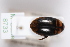  (Hydaticus subfasciatus - MB8733)  @11 [ ] by-nc-sa (2020) SNSB, Staatliche Naturwissenschaftliche Sammlungen Bayerns ZSM (SNSB, Zoologische Staatssammlung Muenchen)