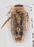  (Lancetes immarginatus - MB9942)  @11 [ ] by-nc-sa (2023) SNSB, Staatliche Naturwissenschaftliche Sammlungen Bayerns SNSB, Staatliche Naturwissenschaftliche Sammlungen Bayerns