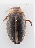  (Rhantus signatus - MB9981)  @11 [ ] by-nc-sa (2023) SNSB, Staatliche Naturwissenschaftliche Sammlungen Bayerns SNSB, Staatliche Naturwissenschaftliche Sammlungen Bayerns