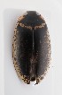  ( - MB9988)  @11 [ ] by-nc-sa (2023) SNSB, Staatliche Naturwissenschaftliche Sammlungen Bayerns SNSB, Staatliche Naturwissenschaftliche Sammlungen Bayerns