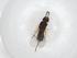  (Diplogastridae - BIOUG87565-B04.NTS1)  @11 [ ] CreativeCommons - Attribution (2022) Centre for Biodiversity Genomics Centre for Biodiversity Genomics