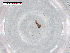  ( - BIOUG99985-F09.SYM1)  @11 [ ] CreativeCommons - Attribution Share Alike (2024) CBG Photography Group Centre for Biodiversity Genomics